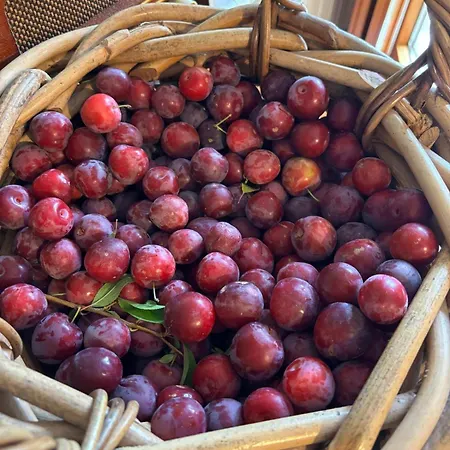 Ferienhaus Quinta Santo Antonio